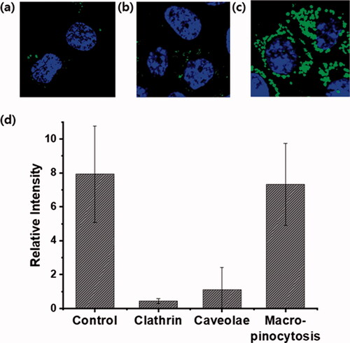 Figure 4. Study of the cellular uptake mechanism of G4-Nal-F (10 µM) in HCT116 cells using endocytosis inhibitors. (a) Clathrin-mediated endocytosis inhibition by chlorpromazine (30 μM), (b) caveolae-mediated endocytosis inhibition by methyl-β-cyclodextrin (10 mM), (c) macropinocytosis inhibition by imipramine hydrochloride (5 μM), (d) comparison of relative fluorescence intensity of G4-Nal-F under different inhibition conditions. G4-Nal-F incubation without an inhibitor is set as the control. The nucleus (blue color) was stained with Hoechst 33342 (Scale bar: 20 μm).