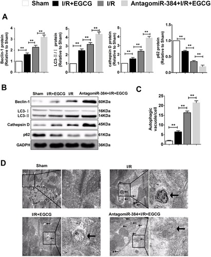 Figure 6 EGCG protected cardiomyocytes against I/R-induced myocardial injury through adjusting miRNA-384-5p to inactivate autophagy.