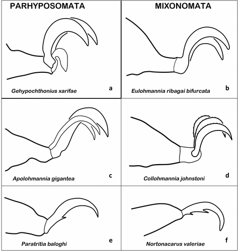 Figure 13. Examples of ambulacral claws of Parhyposomata and Mixonomata. (a) Claws of G. xarifae (Parhypochthonioidea) (modified after Strenzke Citation1963). (b) Bidactylous tarsus of E. ribagai bifurcata (Perlohmannioidea) (after Fujikawa Citation2014b). (c) Tarsus of A. gigantea (Perlohmannioidea) (after Aoki Citation1960). (d) Ambulacrum of C. johnstoni (Perlohmannioidea) (after Norton & Sidorchuk Citation2014). (e) Claw of P. baloghi (Euphthiracaroidea) (after Moritz Citation1966). F. N. valeriae (Phthiracaroidea) (after Balogh & Mahunka Citation1992).