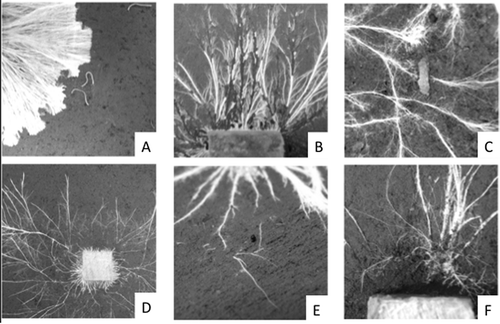 Figure 4. Digital images showing grazing styles of millipede, Blanniulus guttulatus, on Hypholoma fasciculare (A), woodlouse, Porcellio scaber, on Resinicium bicolor (B), Panagrellus redivivus on Phanerochaete velutina (C), Folsomia candida (D), Euzetes globulus (E) and Enchytraeus crypticus on R. bicolor (F). Figure modified from Crowther et al. (Citation2011a).