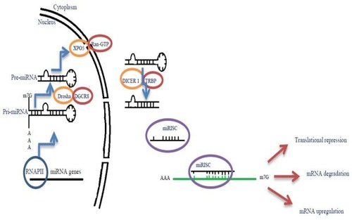 Figure 1 Biogenesis and maturation of miRNA. miRNA genes are transcribed by RNA polymerase II, then long primary transcript (pri-miRNA) under cleavage by Drosha/DGCR8 complex to form a small hairpin-shaped RNA of ~65 nucleotides in length (pre-miRNA). After this, pre-miRNA is transmitted to the cytoplasm with the help of the XPO5/RanGTP complexes. Pre-miRNA is cleaved by Dicer next to the terminal loop. RNA duplex created by Dicer is subsequently loaded onto RISC complex and the passenger strand is removed. This complex can bind to their target mRNAs and lead to translational repression, mRNA degradation and even mRNA upregulation.