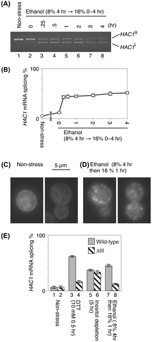 Fig. 1. Ire1 activation upon ethanol stress.Notes: (A) IRE1+ cells (the ire1Δ haploid strain transformed with a centromeric IRE1 plasmid, pRS313-IRE1Citation3)) were exponentially grown in SD medium (lane 1) and stressed by addition of ethanol (8% (v/v) final concentration) to the culture, which was incubated for another 4 h (lane 2). Ethanol was then added again to give a final concentration of 16% (v/v), and cells were further incubated for the indicated durations (lanes 3–8). Total RNA samples were subjected to RT-PCR using the HAC1-specific PCR primer set,Citation2) and the products were run on 2% agarose. (B) The same experiment shown in panel A was performed using three independent clones. The HAC1-mRNA splicing efficiency was calculated and is presented as the mean plus standard deviation. (C) and (D) Ire1-GFP was expressed in the ire1Δ strain, and its GFP fluorescent images were pictured as described previously.Citation6) (E) IRE1+ cells and ΔIII-Ire1 cells (the ire1Δ strain transformed with a ΔIII-mutant version of pRS313-IRE1Citation1)) were stressed by the indicated stimuli. Splicing of the HAC1 mRNA was monitored as described for the experiments shown in panels A and B.