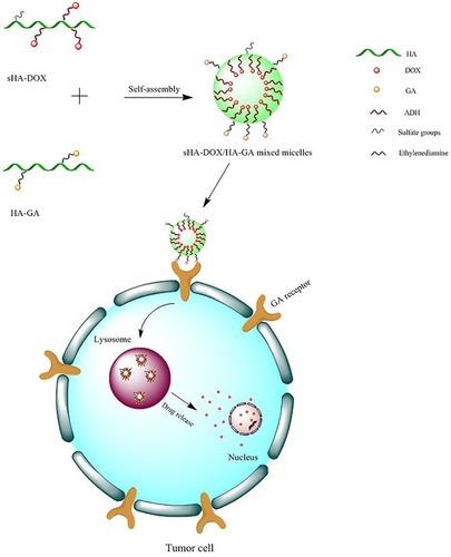 Figure 1 Illustration of the formation, uptake by tumor cells, and drug release of sHA-DOX/HA-GA mixed micelles.Abbreviations: HA, hyaluronic acid; sHA, sulfated hyaluronic acid; DOX, doxorubicin; GA, glycyrrhetinic acid; ADH, adipic acid dihydrazide.