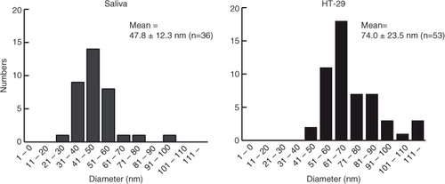 Fig. 5.  Size distributions of EVs observed in AFM images obtained from fraction 2 in iohexol of saliva (left) and the conditioned medium of HT-29 (right). The diameters of AFM images were calculated by the image analysis software SPIP 6.3.6. In total, 36 and 53 particles were analysed for saliva and HT-29, respectively. Images were processed by SPIP 6.3.6 image analysis software.