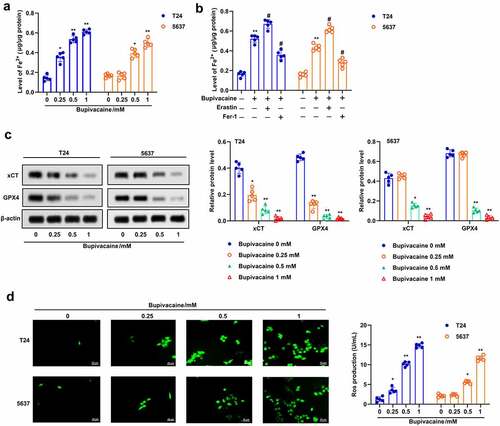 Figure 2. Bupivacaine promoted ferroptosis in bladder cancer cells. T24 cells and 5637 cells were treated for 24 h with bupivacaine (0, 0.25, 0.5, 1 mM). (a) and (b) The concentration of Fe2+ was detected. (c) The protein expression of xCT and GPX4 were measured by Western blot. (d) The level of ROS was detected by DCFH-DA probe. *P < 0.05 vs. the group treated without bupivacaine, **P < 0.01 vs. The group treated without bupivacaine, #P < 0.05 vs. the group treated with bupivacaine.