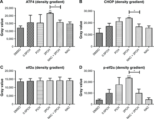 Figure S4 Quantitative data of Figure 6C.Notes: HCT116 cells were pre-incubated with or without 5 mM NAC for 0.5 hour before exposure to PCH at the indicated concentrations, then (A) ATF4, (B)CHOP, (C) elf2α and (D) p-elf2α expressions were detected by Western blot analysis.*P<0.05, **P<0.01, ***P<0.001.Abbreviations: CA, cinnamaldehyde; ER, endoplasmic reticulum; HCPT, 10-hydroxy camptothecin; NAC, N-acetyl-cysteine; PCH, HCPT-CA-loaded nanoparticles.