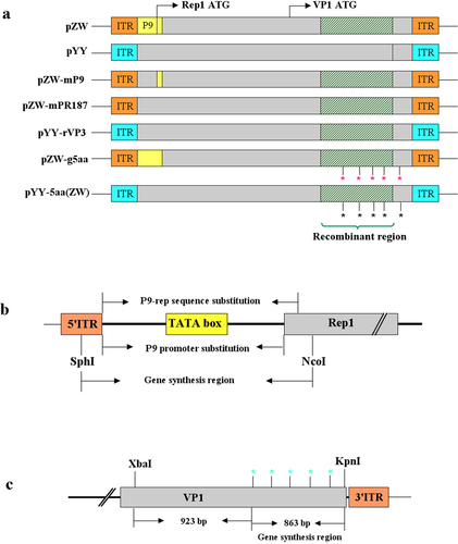 Figure 1. Illustration of the strategy used to construct chimeric or mutant plasmids. (a) Diagram showcasing the chimeric plasmids pZW-mP9, pZW-mPR187, pYY-rVP3, and the mutant plasmid pZW-g5aa, pYY-5aa(ZW). All these constructs were derived from the parental plasmids pZW and pYY, previously developed in our laboratory, containing the entire genome of the rMDPV strain ZW and the classical MDPV strain YY, respectively. The symbol * denotes the amino acid point mutation introduced into pZW or pYY. (b) Schematic diagram outlining the strategy for constructing chimeric plasmids pZW-mP9 and pZW-mPR187, wherein the P9 promoter or P9-rep sequence was replaced by the corresponding segment from the classical MDPV strain YY. (c) Schematic diagram illustrating the strategy for constructing the mutant plasmid pZW-g5aa or pYY-5aa(ZW) based on the parental plasmid pZW or pYY, involving the introduction of five amino acid mutations through a combination of gene synthesis and overlap PCR methods.