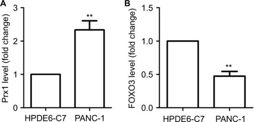 Figure 1 The level of Prx1 and FOXO3 mRNA in HPDE6 and PANC-1 cells measured by qRT-PCR.Notes: The data were expressed as mean ± SD. Compared with HPDE6-C7 cells, **P<0.01.Abbreviations: FOXO3, forkhead box O3; Prx1, peroxiredoxin 1.