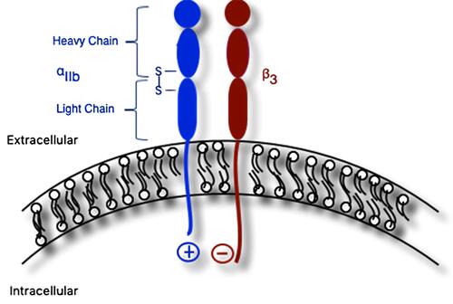 Figure 1 Schematic of αIIbβ3 integrin composed of αIIb and β3 subunits. The mature αIIb subunit contains extracellular heavy and light chains linked together via disulfide bridge. Both subunits contain extracellular, transmembrane, and cytoplasmic domains; the latter domains are linked via salt bridge.