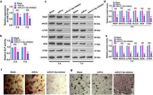 Figure 3. miR-211-5p knockdown hampered hMSC osteogenic differentiation.