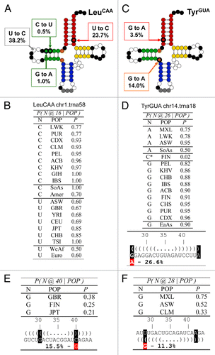 Figure 3. Population analysis of the most frequent new tRNA sequences among the high scoring tRNA group. (A) Sequence change mapped onto the canonical tRNA secondary structure for tRNALeu(CAA), the tRNA gene with the most abundant new instances. Square bubbles indicate the nucleotide substitution frequencies. Conserved nucleotides are shown in black, while the anticodon nucleotides in gray. Dotted lines show base paired positions. (B) Probability table conditioned on ancestry for position 16 of tRNALeu(CAA). The SoAs label stands for South Asian, Amer for Americas, WeAf for West Africa and Euro for European. (C) Sequence change mapped onto the canonical tRNA secondary structure for tRNATyr(GUA), the tRNA gene with the second most abundant new instances. (D) Probability table conditioned on ancestry for position 26 of tRNATyr(GUA). The SoAs label stands for South Asian, EaAs for East Asian. (E and F) Sequence changes in the anticodon stem in two other abundant new isodecoders. The sequence changes introduce a purine mismatch in the anticodon stem. (E) Position 40 of tRNAArg(ACG) occurring in 15.5% population. (F) Position 27 of tRNACys(GCA) occurring in 11.3% population.