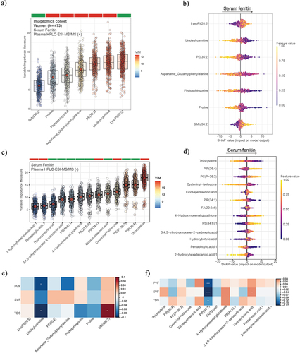 Figure 8. Plasma metabolomics associated with serum ferritin, executive function, and semantic memory in women. Boxplots of the normalized variable importance measure (VIM) (a and c) and SHAP summary plots (b and d), for the metabolites associated with the serum ferritin levels measured by HPCL-ESI-MS/MS in positive (a) and negative (c) models. (e and f) Heatmap displaying the Spearman correlation (adjusted by age, body mass index, and education years) between PVF, SVF, and TDS and the plasma metabolomics in positive mode (e) and negative mode (f). Significant associations are shown with a cross: **** <0.001, ***<0.01, **<0.05, *<0.1. PVF, phonemic verbal fluency; SVF, semantic verbal fluency; TDS, total digit span.