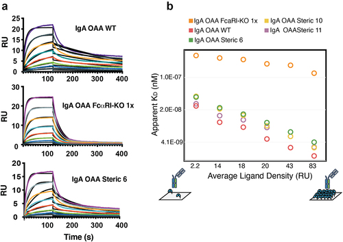 Figure 4. IgA heterodimeric Fc variants retain binding to the FcαRI. (a) Surface plasmon resonance sensorgrams for wild-type IgA OAA (WT) (top, apparent KD = 11 nM), IgA OAA FcαRI-KO 1x (middle, KD = 273 nM), and heterodimeric IgA Fc (steric 6) OAA (bottom, apparent KD = 23 nM) measured at FcαRI ligand density of 14 RU, fit using a 1:1 Langmuir model. (b) Dependence of apparent KD of binding of IgA OAA variants to FcαRI on ligand density of FcαRI immobilized on the SPR sensor chip. Data for a wild-type IgA OAA, steric heterodimeric designs 6, 10, 11 as well as a single sided FcαRI-binding-deficient IgA Fc based on heterodimeric design 6 (IgA OAA FcαRI-KO 1x) is shown.