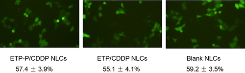 Figure 5 Cellular uptake efficiency of EtpP–CDDP NLCs, Etpp–CDDP NLCs, and blank NLCs. Uptake of NLCs was visualized using inversion fluorescence microscopy and quantified by fluorescence-activated cell sorting.