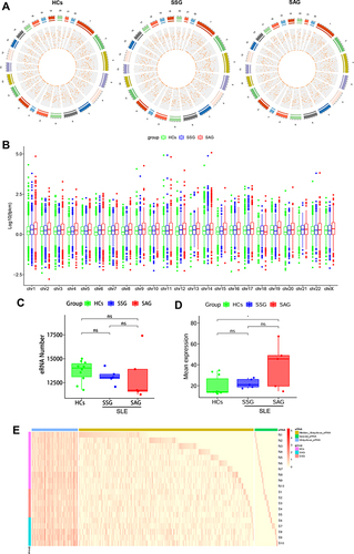 Figure 2 Expression landscape of eRNAs in PBMCs from healthy controls (HCs) and patients with systemic lupus erythematosus (SLE). (A) Distribution of eRNAs in the chromosomes of HCs, active SLE patients (SAG group), and stable SLE patients (SSG group). The outer circle is a chromosome positional map, and the numbers outside the circle indicate the chromosome numbers. Different colors are used to distinguish different chromosomes. Tick marks indicate chromosome coordinates. Unit are in millions. The inner circle indicates the circular RNA density of each coordinate interval in the chromosomes. Data are shown as a scatter plot, with each point representing a coordinate interval in the chromosome, and values decrease from the outside to the inside. (B) Mean eRNA expression in chromosomes of the HC, SAG, and SSG groups. The lower and upper hinges correspond to the 25th and 75th percentiles. The upper whisker extends from the hinge to the largest value no further than 1.5 * IQR from the hinge. The lower whisker extends from the hinge to the smallest value at most 1.5 * IQR of the hinge (where IQR is the inter-quartile range, or distance between the first and third quartiles). Outliers are plotted individually. (C) Numbers of eRNAs in the HC, SAG, and SSG groups. Each dot represents an individual sample. (D) Total mean eRNA expression in the HC, SSG, and SAG groups. Each dot represents an individual sample. *P < 0.05; ns, no statistical significance. (E) Expression profile of eRNA in human PBMCs. Blue, yellow, and green bars indicate ubiquitous, semi-ubiquitous, and unique eRNAs, respectively. Purple, red, and blue-green bars denote the HC, SAG, and SSG groups, respectively. The red color gradient represents the eRNA expression level (in FPKM).