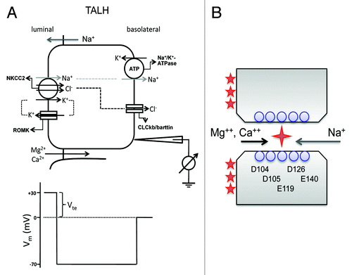 Figure 4. Ca2+ and Mg2+ transport mechanism in the thick ascending limb of Henle’s loop (TALH). (A) NaCl is reabsorbed through a concerted action of the Na+-K+-2Cl− cotransporter (NKCC2), the renal outer medullary potassium channel (ROMK) and basolateral Cl− channel (ClC-kb and barttin). Because water is not reabsorbed in the TALH, continuous NaCl reabsorption generates a diluted luminal fluid that facilitates the generation of a NaCl concentration gradient from basolateral down to lumen. The backflux of Na+ through a cation selective paracellular channel generates a lumen-positive diffusion potential that drives Mg2+ and Ca2+ reabsorption. (B) An anti-porter model of claudin-16 channel that is made of two apposing hemi-channers each with five negatively charged residues in ECL1 protruding into the junctional space.