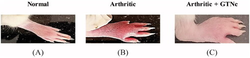 Figure 6. Gross morphology of the right hind paw and ankle of rats from various groups demonstrates swelling and inflammation. (A) rats without arthritis, (B) rats with arthritis, and (C) rats with arthritis that were given GTNc.