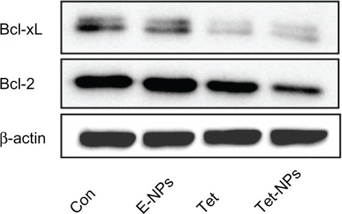 Figure 7 The expression of anti-apoptotic protein Bcl-2 and Bcl-xL in A549 cells exposed to an equivalent dose of Tet or Tet-NPs detected by Western blot analysis.Abbreviations: Con, control; E-NPs, empty nanoparticles; Tet, tetrandrine; Tet-NPs, tetrandrine-loaded poly(N-vinylpyrrolidone)-block-poly(ε-caprolactone) nanoparticles.