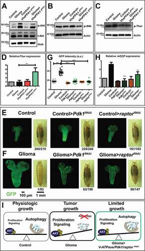 Figure 4. Effects on Akt signaling and gliomagenesis upon downregulation of VhaPPA1-1, Pdk1 or raptor. (A) Western blot showing Akt and phosphorylated Akt (p-Akt) levels. The increased p-Akt levels observed in gliomas are decreased upon VhaPPA1-1 downregulation. Total Akt (t-Akt) and βtub levels are used as loading control. (B and C) Western blot showing phosphorylated S6k (p-S6k; B) or phosphorylated Thor (p-Thor; C) levels. p-S6k or p-Thor levels in gliomas are decreased upon VhaPPA1-1 downregulation. Actin levels are used as loading control. (D) Thor mRNA levels by qPCR are upregulated in gliomas>VhaPPA1-1RNAi. Expression levels are relative to control brains. Data represent the mean ± S.D. and P‐value was obtained by one-way analysis of variance, Bonferroni’s Multiple Comparison Test. (E and F) Single medial confocal sections of a whole CNS from third instar larvae. Dorsal view, anterior up. The excess growth of the glia, observed in gliomas, is reduced to control levels by the indicated depletions (quantified in G). Mean ± S.D. and P‐values are determined by one-way ANOVA, Kruskal Wallis test with Dunn’s Multiple Comparison. Example of pupae of the indicated genotypes is shown to the right of the CNS images (quantification below each panel shows the number of pupae reaching metamorphosis over the total). (H) ref(2)P mRNA levels by qPCR. Data represent the mean ± S.D. and P‐values are obtained by one-way ANOVA, Kruskal Wallis test with Dunn’s Multiple Comparison. (I) A model for V-ATPase function in Drosophila larval gliomas. The physiologic balance between anabolic and catabolic processes governing normal cell growth (Physiologic growth) is heavily compromised in gliomas. Indeed, in tumor brains, growth is enhanced while catabolism is impaired (Tumor growth). Downregulation of VhaPPA1-1, Pdk1 or raptor restore the equilibrium controlling nutrient metabolism, ultimately derepressing autophagy and decreasing tumor growth (Limited growth)