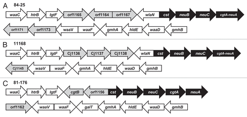 Figure 2 Schematic diagram of the LOS biosynthetic loci. C. jejuni strain, 84-25 (A) and 11168Citation68 (B), and 81-176Citation69 (C), were analyzed in silico to determine homology within the LOS biosynthetic loci. The nomenclature reflects the open reading frame annotations of the respective strains, except where homology has been noted in the NCBI records (i.e., as in waaC and hldE). Pair-wise alignment revealed average identity of 98–99% among homologous glycosyltransferase (white arrows) and sialic acid synthesis genes (black arrows). Hypothetical proteins are shaded in grey. In strains 84-25 and 11168, the cgtA and neuA genes occur as an in-frame fusion ORF.Citation9,Citation32,Citation70