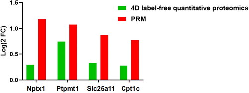 Figure 5. Comparison of protein expression by 4D label-free quantitative proteomics and PRM. n = 3 rats per group.