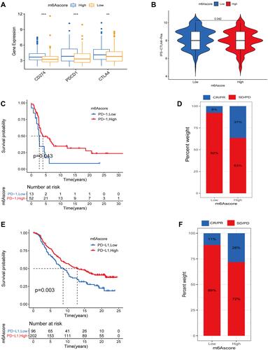 Figure 8 The role of m6A score in predicting immunotherapy efficacy. (A) Differences in ICB genes in high and low m6A score groups (***represents: P < 0.001; **represents P < 0.01). (B) IPS between high and low m6A score groups when CTLA-4 positive. (C) Survival analysis curves between high and low m6A score groups in the GSE93157 cohort receiving anti-PD-1 therapy. (D) Proportion of patients responding to anti-PD-1 therapy in the high and low m6A score groups in the GSE93157 cohort. In high m6Ascore group response/nonresponse:37%/63% and 8/92% in low m6A score group. (E) Survival analysis curves between high and low m6A score groups in the IMvigor210 cohort receiving anti-PD-L1 therapy. (F) Proportion of patients responding to anti-PD-L1 therapy in the high and low m6A score groups in the IMvigor210 cohort. In high m6Ascore group response/nonresponse:28%/72% and 11/89% in low m6Ascore group.