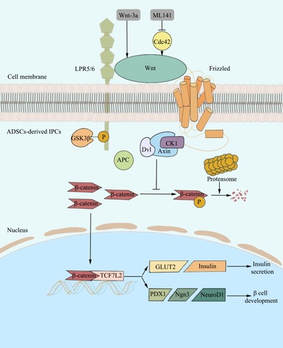 Figure 7 The mechanism of Cdc42/Wnt/β-catenin signaling pathway in ADSC-derived IPCs. Wnt-3a administration activates Wnt, which combines with LPR5/6 and Fz, and restores Dvl2 recruitment. GSK3β goes through phosphorylation to impede β-catenin phosphorylation by obstructing the combination of Dvl, GSK3β, Axin, and CK1. As a result, non-p-β-catenin escapes ubiquitin-proteasome-dependent degradation and activates TCF7L2 and downstream genes (PDX1, Ngn3, NeuroD1, GLUT2, and Insulin) after translocation to the nucleus. Eventually, Wnt/β-catenin signaling promotes ADSC-derived IPC development and insulin secretion. Cdc42 inhibition by ML141 leads to down-regulation of Wnt/β-catenin signaling. Therefore, interaction of Dvl, GSK3β, Axin, and CK1 promotes β-catenin ubiquitin-proteasome-dependent phosphorylation and degradation, ending up with inactivated target genes (TCF7L2, PDX1, Ngn3, NeuroD1, and GLUT2), thereby inhibiting ADSC-derived IPC development and insulin secretion.