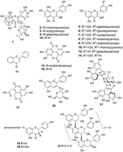 Figure 1. Phenolic constituents of Feijoa sellowiana. Arrows in structure 1 indicate key HMBC correlations.