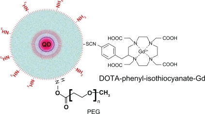 Figure 8 Model structure of PEGylated multimodal silica-shelled quantum dots.Citation48Note: Reprinted with permission from Zhelev Z, Ohba H, Bakalova R. Single quantum dot-micelles coated with silica shell as potentially non-cytotoxic fluorescent cell tracers. J Am Chem Soc. 2006;128:6324–6325. Copyright 2006 American Chemical Society.Abbreviations: PEG, polyethylene glycol; DOTA, tetraazacyclododecanetetraacetic acid.