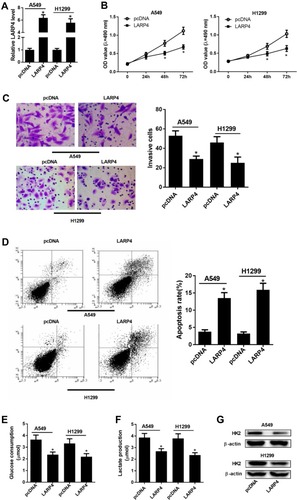 Figure 2 Effects of circLARP4 overexpression on NSCLC cell proliferation, invasion, glycolysis and apoptosis. (A) CircLARP4 expression in A549 and H1299 cells after delivery of LARP4 or pcDNA. (B) MTT assay for cell proliferation at 0 h, 24 h, 48 h, and 72 h in A549 and H1299 cells received with LARP4 or pcDNA transfection. (C) Cell invasive ability was evaluated by transwell invasion assay after A549 and H1299 cells were delivered with LARP4 or pcDNA transfection. (D) Apoptosis in A549 and H1299 cells following delivery with LARP4 or pcDNA was evaluated by flow cytometry analysis. Glucose consumption (E) and lactate production (F) in A549 and H1299 cells after introduction with LARP4 or pcDNA. (G) Western blot analysis of HK2 protein level in LARP4 or pcDNA-transfected A549 and H1299 cells. *P < 0.05 compared with negative control.
