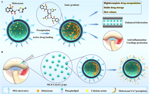 Figure 5 Schematic illustration of fabrication and main advantages of articular injection of these liposomal nanoparticles in OA therapy. (A) Diagrammatic representation depicting the configuration of meloxicam-loaded liposomes through active means (MLX-Ca(AC)2Lipo), along with its primary merits when juxtaposed with the passive loading technique. These advantages encompass augmented and exhaustive drug encapsulation, enduring drug retention stability, and controlled drug liberation. (B) Schematic visualization delineating the process of administering MLX-Ca(AC)2Lipo through localized intra-articular injection to address osteoarthritic conditions of rats. The mode of meloxicam emancipation from the system is concurrently elucidated.