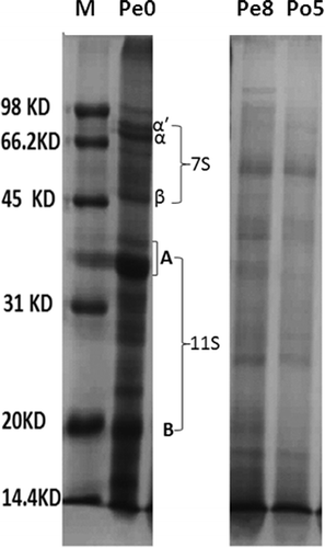 FIGURE 3 SDS-PAGE of samples from the rapid melanin formation stage.