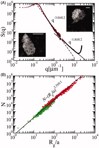 Figure 1. Experimental results. (a) Structure factor S(q) of the carbon gel particles produced from our BoF aerosol reactor. S(q) scales with a power law exponent of − (2Dm−Ds) with values of −3.0 ± 0.2 and −1.8 ± 0.2 indicating the hybrid morphology at different length scales. The white bars in the inset of electron microscopy images of the carbon gels represent 10 µm length scale. (b) The number of monomers N vs. radius of gyration normalized by monomer radius, Rg/a of these gels is shown by diamonds (experimental work) (Liu et al. Citation2017) and circles (simulations using our diffusion limited cluster-cluster aggregation (DLCA) model). Both indicate a Dm = 2.5 ± 0.1. From (a) and (b), a Ds ≈ 2 (smooth and solid surface) is implied for these particles.