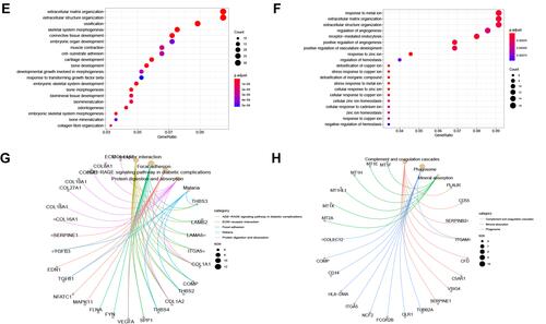 Figure 8 Enrichment analysis. (A and B) GSEA analysis reveals pathways in the regulation of high-expressed genes in the high-risk group. (C and D) The heat maps of the scores of enrichment pathways in each sample. (E–H) GO analysis and KEGG analysis.