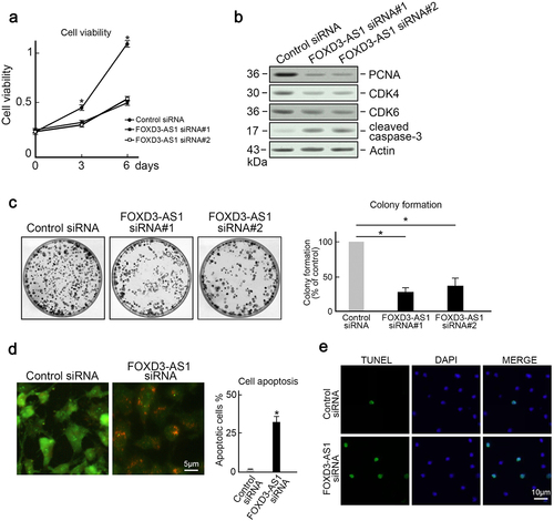 Figure 2. Depletion of FOXD3-AS1 inhibited proliferation and induced apoptosis in U87 cells. (a) Depletion of FOXD3-AS1 reduced growth of U87 cells. U87 cells transfected with FOXD3-AS1 siRNA#1 or siRNA#2 or control siRNA were seeded into 96-well plates. The MTT assay was then used to evaluate cell viability at day 0, day 3, and day 6 after seeding (N = 3, *p < 0.05). (b) Control or FOXD3-AS1 siRNA#1 or siRNA#2 was transfected into U87 cells, followed by immunoblotting to examine levels of PCNA, CDK4, CDK6, and cleaved caspase-3 in U87 cells. Actin served as the loading control. (c) The colony formation assay indicated that FOXD3-AS1 deletion suppressed cell survival in U87 cells (N = 3, *p < 0.05). (d) AO/EB staining showed that FOXD3-AS1 deletion promoted U87 cells apoptosis (N = 3, *p < 0.05). (e) TUNLE staining results revealed that FOXD3-AS1 deletion promoted U87 cells apoptosis (N = 3).