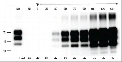 FIGURE 3. Detection of PrPSc in the brains of mice by western blot. PrPSc was detected with anti-PrP mAb T2. The defined time points (days post-inoculation, dpi) are indicated on the top of the blot. Mo and Nl indicate mouse scrapie ObihiroCitation39 and the uninfected mouse brain, respectively. The relative protein load in each lane is indicated on the bottom; 1x indicates 0.25 mg brain equivalent. Molecular markers are indicated on the left side of the blot.