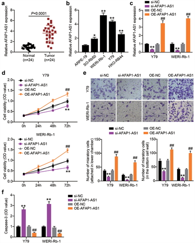 Figure 2. AFAP1-AS1 affects RB cell proliferation, migration and casepase-3 activity. RT-qPCR analyzing AFAP1-AS1 expression in RB tissues (N = 24) (a) and cells (b) **P < 0.001 vs. normal tissues or normal cells. (c) Y79 and WERI-Rb-1 cells were transfected with sh-AFAP1-AS1, OE-AFAP1-AS1 vectors or their corresponding NC (sh-NC and OE-NC) for 48 h. For AFAP1-AS1 overexpression, puromycin-resistant colonies were selected. RT-qPCR analysis was adopted to verify the AFAP1-AS1 silence or enforced expression. (d) CCK8 assays following AFAP1-AS silence and overexpression. (e) Transwell migration assays following AFAP1-AS silence and overexpression. (f) Comparison of casepase-3 activity in RB cells following AFAP1-AS silence and overexpression. **P < 0.001 vs. si-NC. ##P < 0.001 vs. OE-NC. N = 3, repetition = 3.