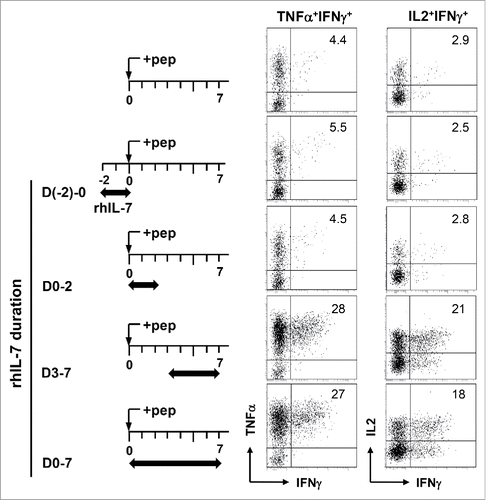 Figure 3. Induction of polyfunctionality in CD4+ T cells requires the presence of rhIL-7 during the late phase of T-cell activation. Violet-dye-labeled spleen cells from 6.5 TCR-Tg mice were stimulated with 1 μg/mL HA peptide. rhIL-7 (100 ng/mL) was added to culture following the timeline depicted in the schema. 7 d after peptide stimulation, cells were harvested and restimulated with PMA and ionomycin for 4 h before cytokine intracellular staining. Dot Plots shown are gated on divided CD4+ T cells. Data shown are representative of three independent experiments.