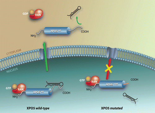 Figure 1 Inefficient nuclear export of a precursor microRNA by the presence of an inactivating mutation in the exportin 5 gene that prevents the formation of a functional XPO5/RAN/GTP/pre-miRNA complex.