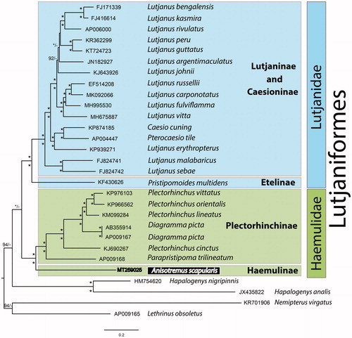 Figure 1. Bayesian Inference phylogenetic tree based on 13 concatenated protein coding genes from 29 mitogenomes, including 25 Lutjaniformes species and four outgroup taxa, two Lobotiformes (HM754620 and JX435822) and two Spariformes (KR701906 and AP009165). Only supports above 92% are shown. The * on the nodes indicate that both posterior probabilities and bootstrap support values above 95%.