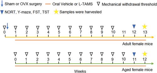 Figure 1 Experimental procedure. The yellow line represents adult female mice, and the green line represents aged female mice. The treatments are indicated with different symbols.