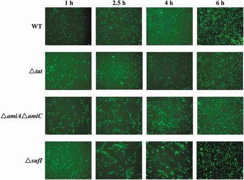 Figure 5. Live cell imaging of WT, Δtat, CΔtat, ΔsufI, and ΔamiAΔamiC strains.