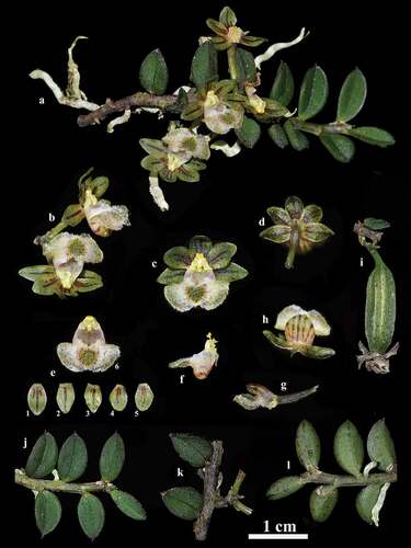 Figure 3. Gastrochilus wolongensis A. Flowering plant. B. inflorescence (side view). C. Flower (front view). D. Flower (dorsal view). E. Anatomy of flowers (E1: dorsal sepal; E2 and E3: sepals; E4 and E5: petals; E6: labellum). F. Labellum and stamens (profile view). G. Pedicel, ovary and labellum (profile view). H. Labellum (dorsal view). I. Capsule. J. Leaves (front view). K. Peduncle (front view). L. Leaves (dorsal view).