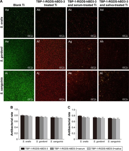 Figure 5 Two-dimensional CLSM images of blank Ti and Ti surfaces treated with TBP-1-RGDS-hBD3-3 (1/2 MIC), TBP-1-RGDS-hBD3-3, and serum, or TBP-1-RGDS-hBD3-3 and saliva, against Streptococcus oralis (Aa and Ad), Streptococcus gordonii (Ae and Ah), and Streptococcus sanguinis (Ai and Al). Overlay images show dead cells (red) and living cells (green), scale bar =100 µm. Antibacterial rates (R) against S. oralis, S. gordonii, and S. sanguinis adhered on the surface of Ti treated with TBP-1-RGDS-hBD3-3 (1/2 MIC) for 24 (B) or 72 hours (C). Data are shown as the mean ± SD; n=3.Abbreviations: CLSM, confocal laser scanning microscopy; Ti, titanium; MIC, minimal inhibitory concentration.