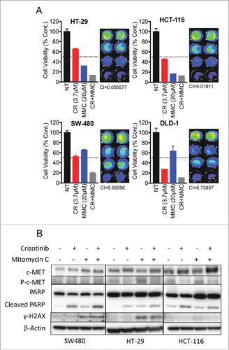 Figure 5. In-vitro combination between crizotinib and MMC in CRC cell lines. (A) Combination of crizotinib and MMC was evaluated by the CTG cell viability assay. Combination index (CI) values were calculated using the program Compusyn. (B) Western blot analysis for apoptosis and DNA damage response of CRC cell lines treated with crizotinib, MMC or combination.