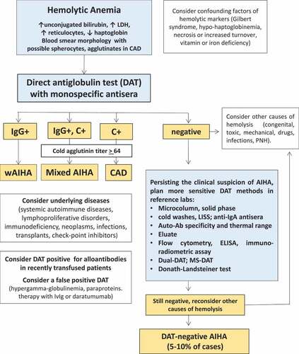 Figure 3. Diagnostic algorithm of AIHA.