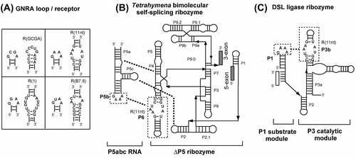 Fig. 1. Interactions between tetraloops and their receptors in 2 modular ribozymes.
