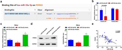 Figure 4. FOXK2 is targeted by miR-33a-5p. (a), the binding site of miR-33a-5p and FOXK2 was predicted by bioinformatic website; (b), the targeting relationship between miR-33a-5p and FOXK2 was verified by luciferase reporter gene assay; (c/d), the effects of the up- or down-regulation of miR-33a-5p on FOXK2 expression were examined by RT-qPCR and Western blot assay; (e), the correlation between FOXK2 and miR-33a-5p in CC tissues was assessed by linear regression analysis. The data in the figure were all measurement data, and the values were represented by mean ± standard deviation, the t-test was used for the comparison between two groups; ANOVA was adopted for the comparison among multiple groups and Tukey’s post hoc test was used for pairwise comparisons after ANOVA; * P< 0.05 vs. the miR-33a-5p NC group