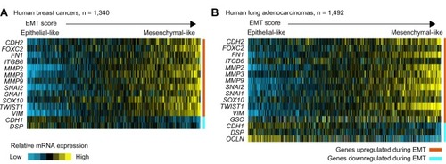 Figure 1 EMT-associated genes appear coordinately expressed across human tumor specimens of both breast and lung cancer.Notes: Two gene expression profiling datasets are represented, (A) one being a “compendium” of published data on human breast cancers,Citation40 and (B) the other being a compendium of data on human lung cancers.Citation41–Citation51 Using a panel of canonical EMT markers as shown (from the review article by Lee et alCitation4), we have “scored” each of the tumor profiles for “EMT-ness” (ie, similarity to mesenchymal cells). Yellow denotes relatively high mRNA expression; blue indicates lower mRNA expression. For each dataset, a subset of tumors appears to be relatively more mesenchymal-like as compared to the rest of the tumors. Genes represented in the breast cancer dataset are limited to those featured on the U133A array platform.Abbreviations: n, number; EMT, epithelial–mesenchymal transition; mRNA, messenger ribonucleic acid.