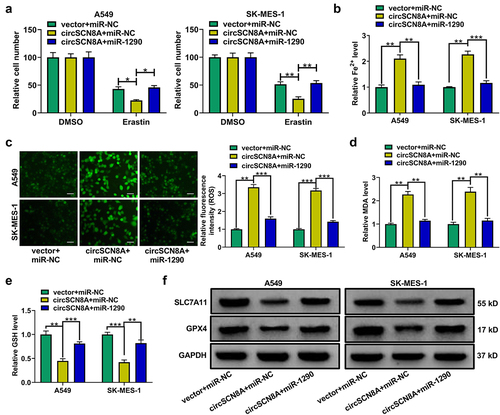 Figure 7. CircSCN8A exerts a tumor-suppressive activity in NSCLC by sponging miR-1290.(a-e) A549 and SK-MES-1 cells were transfected with miR-NC+vector, miR-1290+vector, miR-NC+circSCN8A, or miR-1290+circscn8a. (a and b) Cell proliferation ability was assessed by using CCK-8 and colony formation assays. (c) Wound healing assay of cell migration. (d and e) Transwell assay of cell migration and invasion. (f) Western blot assay of E-cadherin, N-cadherin, and vimentin. Scale bar: 50 μm. *P <0.05, **P <0.01, ***P <0.001.